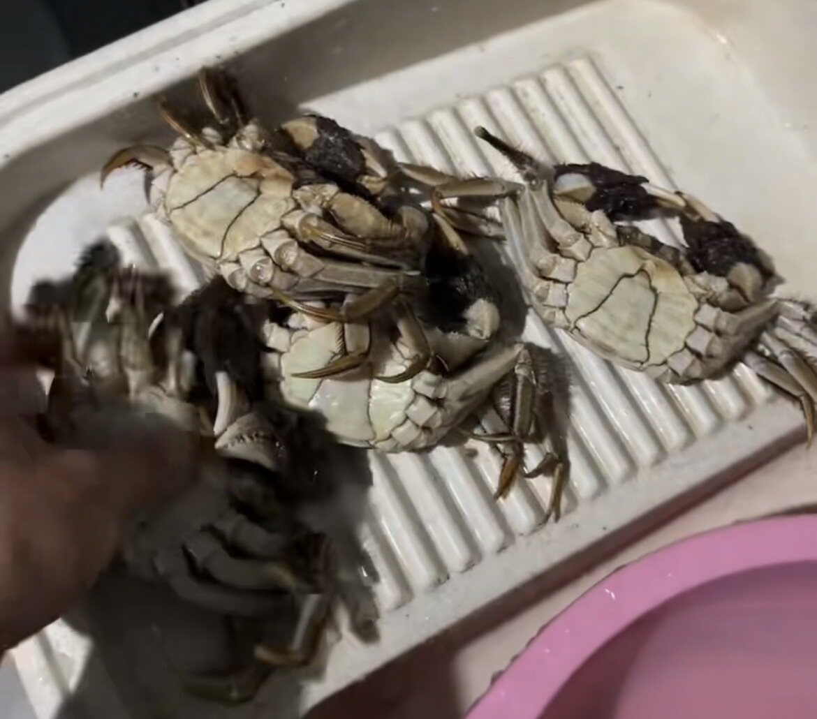 如何辨别大闸蟹死活?