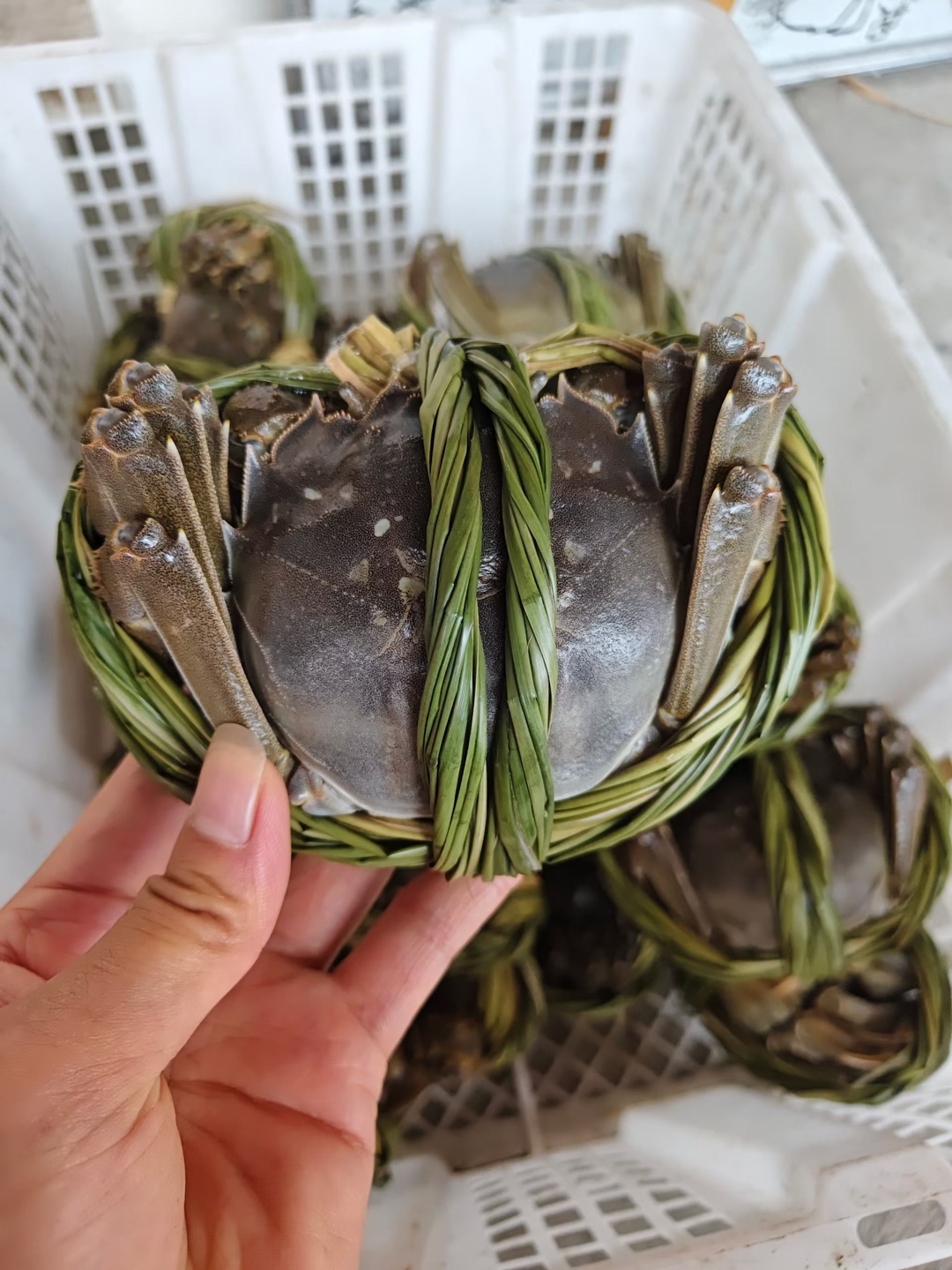 绿庭弘（百姓百科词条）